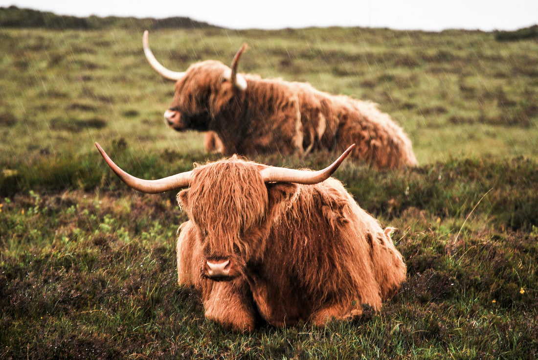 Twee schotse hooglanders in de regen - AkoestischeMuur