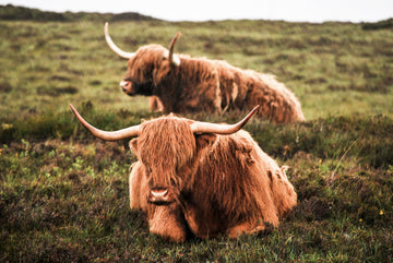 Twee schotse hooglanders in de regen - AkoestischeMuur