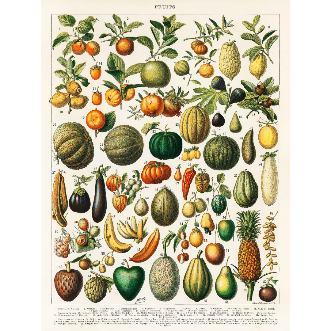 Vintage tekenig van fruit en groenten - AkoestischeMuur
