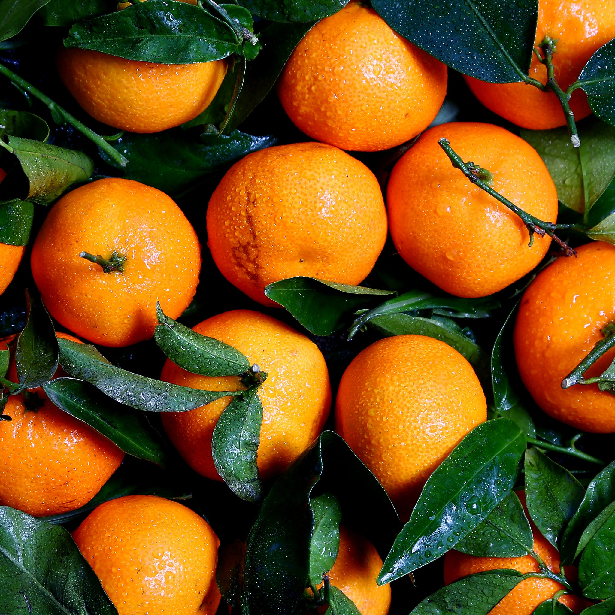 Ferse sinaasappels in de natuur - AkoestischeMuur