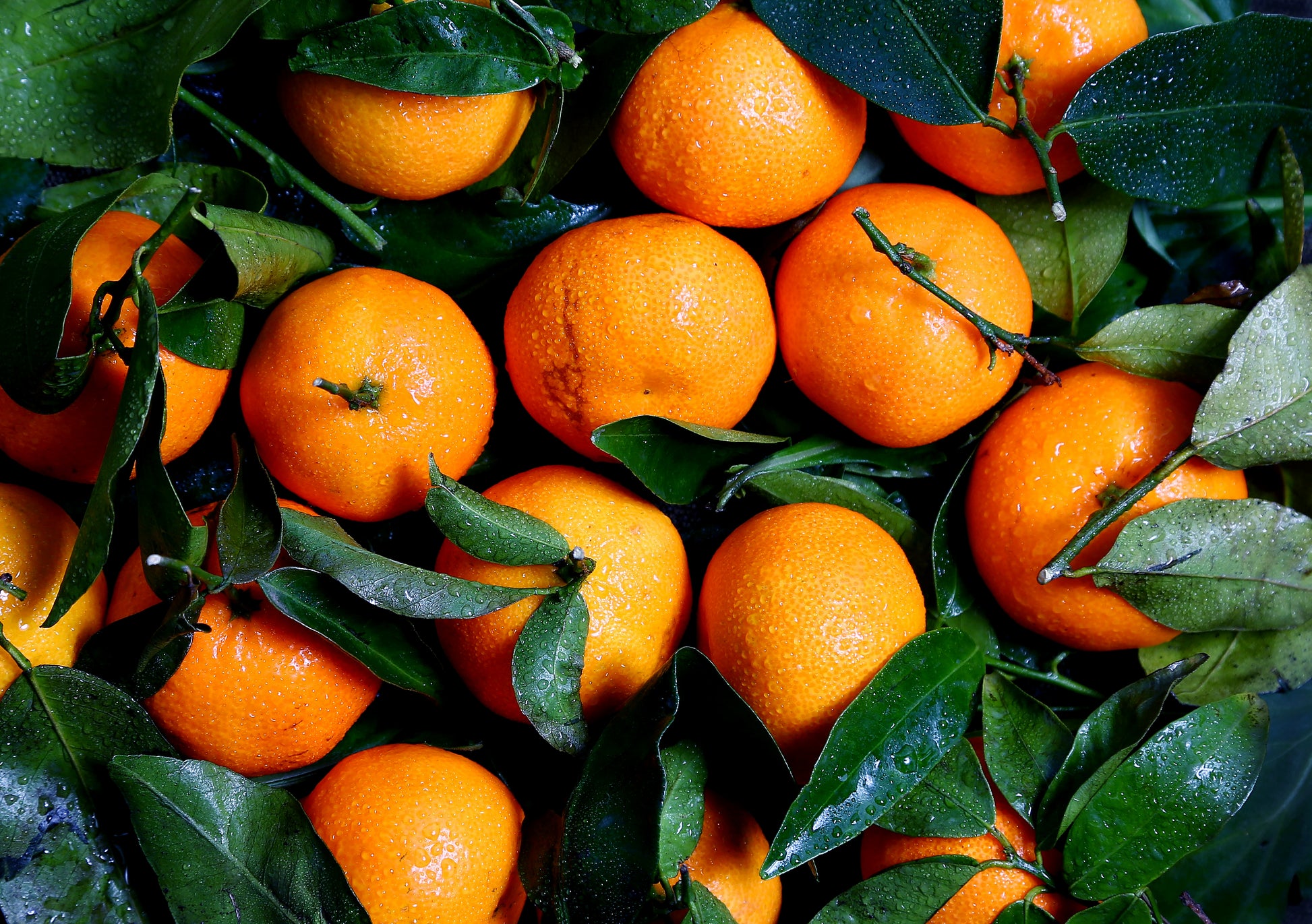 Ferse sinaasappels in de natuur - AkoestischeMuur