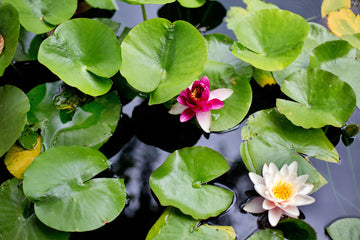 Waterlelies met verborgen kikker - AkoestischeMuur