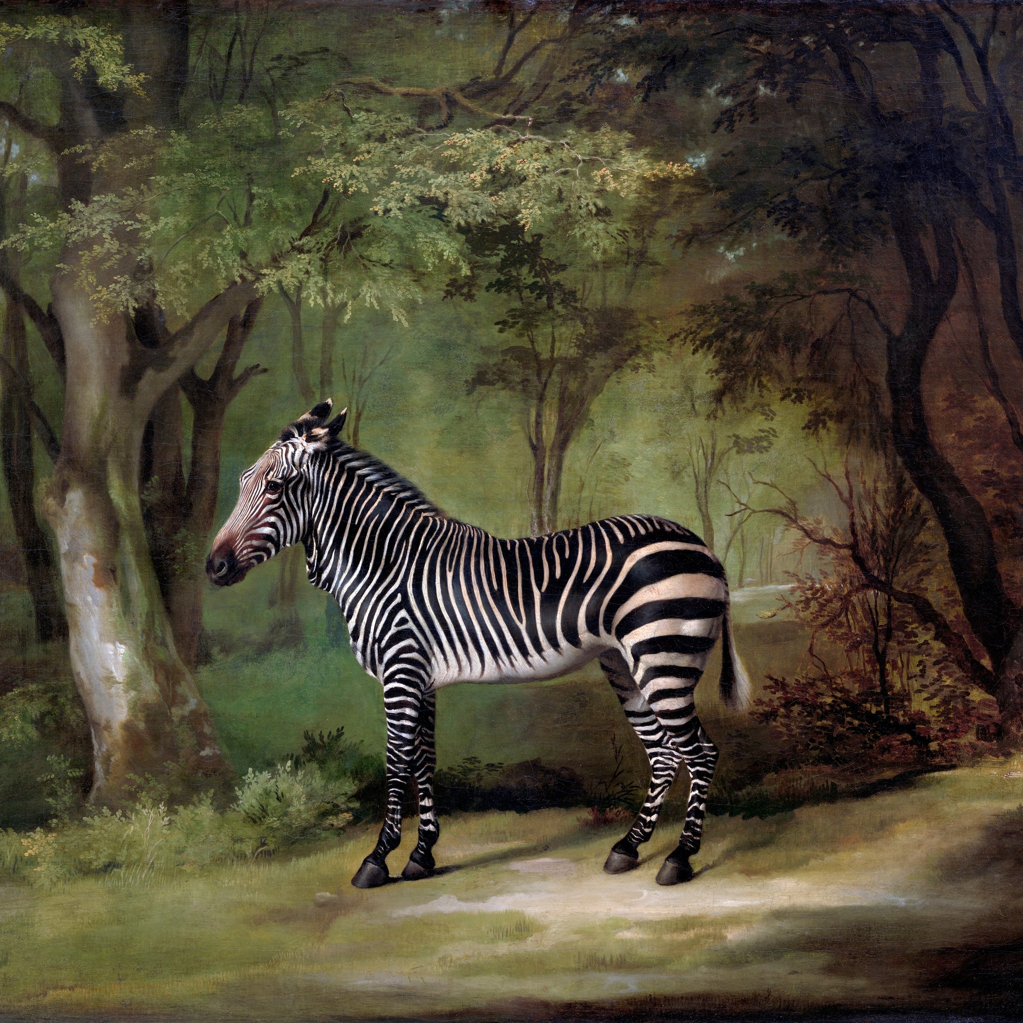 Zebra (1763) George Stubbs